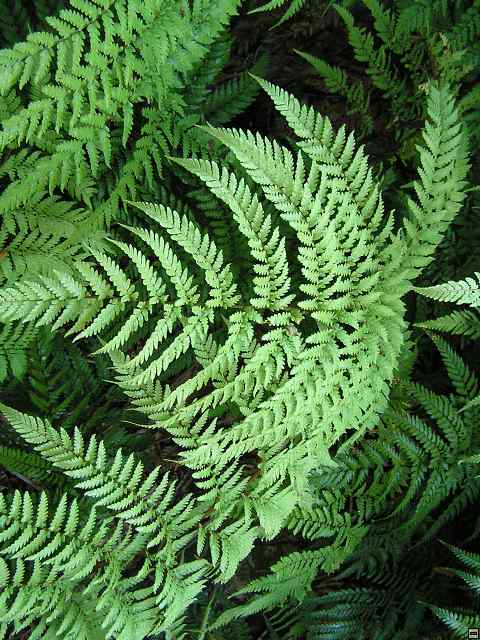 NZ leden-unor 2006 218.jpg